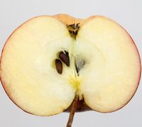 Rubinola æble